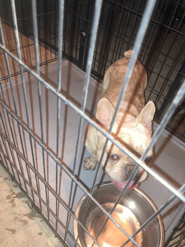 Found Dog in Bakersfield, California — listing photo