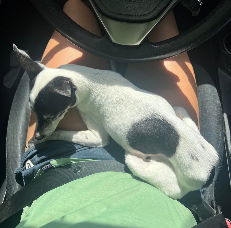 Lost Dog in Miami, Florida — listing photo