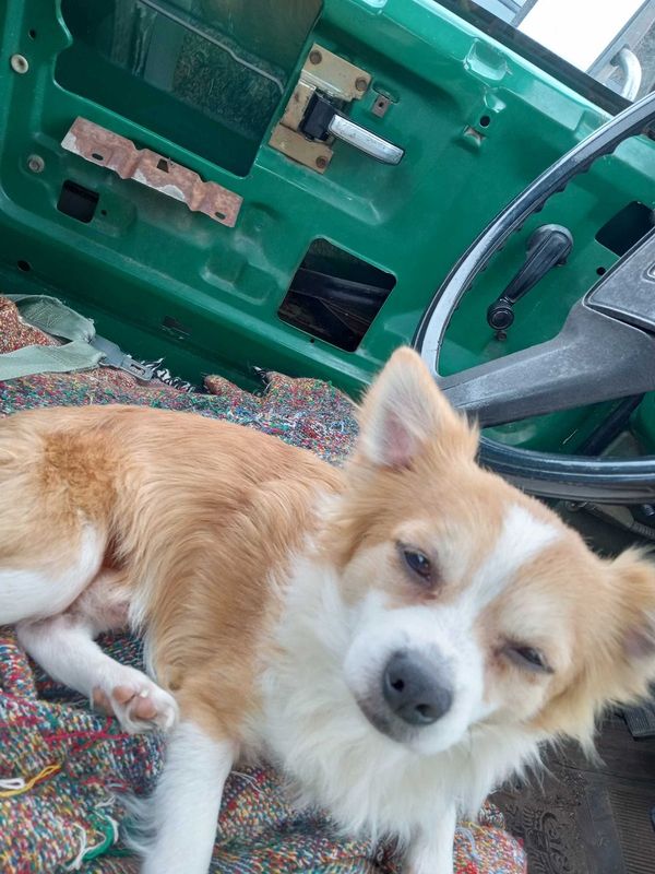 Lost Dog in Albemarle — listing photo