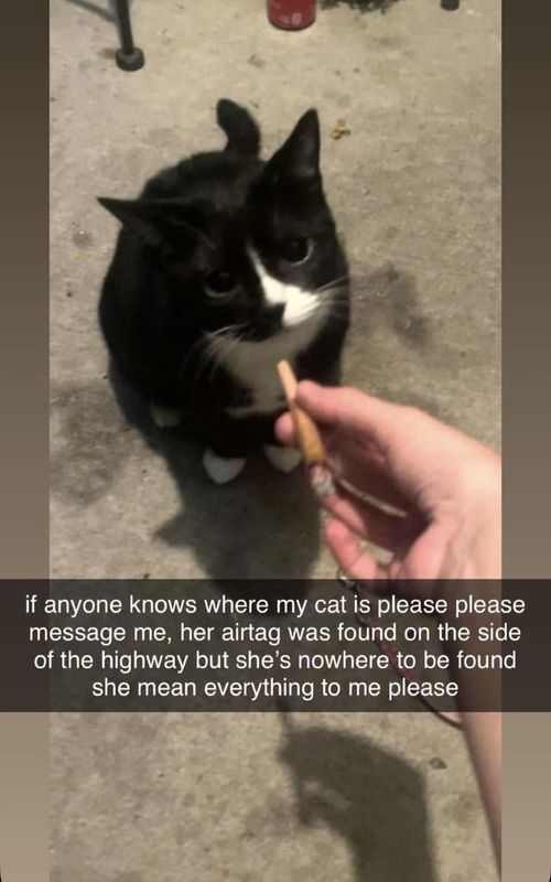 Lost Cat in Jacksonville, Florida — my gf lost her cat please help