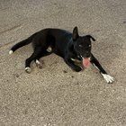 Found Dog in San Antonio, Texas — listing photo