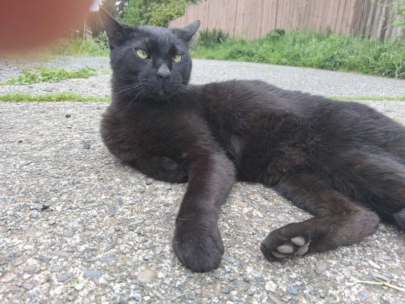 Found Cat in Marysville/shoultes — listing photo