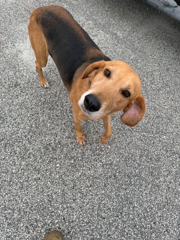 Found Dog in Cross Generation Plant — listing photo