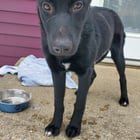 Found Dog in Indianapolis, Indiana — Update on adoptable Millie, abandoned in Brookside Park