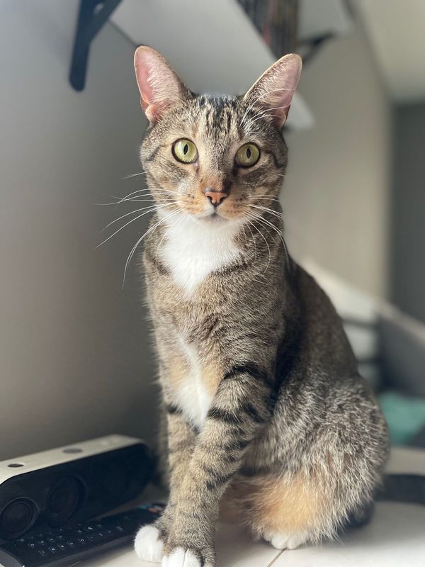 Lost Cat in Merritt Island — listing photo