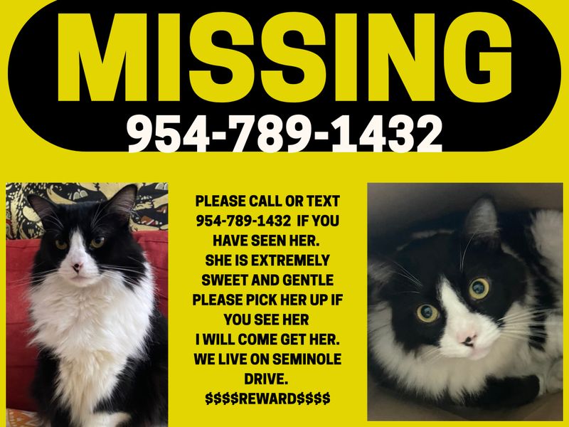 Lost Cat in Satellite Beach — listing photo