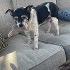 Lost Dog in Nashville, Tennessee — listing photo
