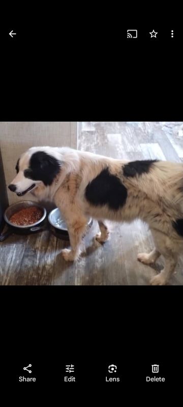Lost Dog in Abilene, Texas — listing photo