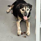 Lost Dog in Jacksonville, Florida — listing photo
