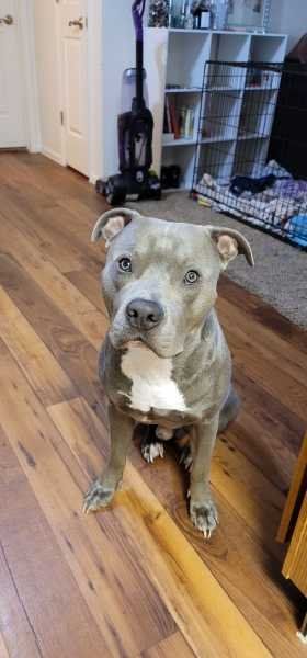 Lost Dog in Tucson, Arizona — listing photo