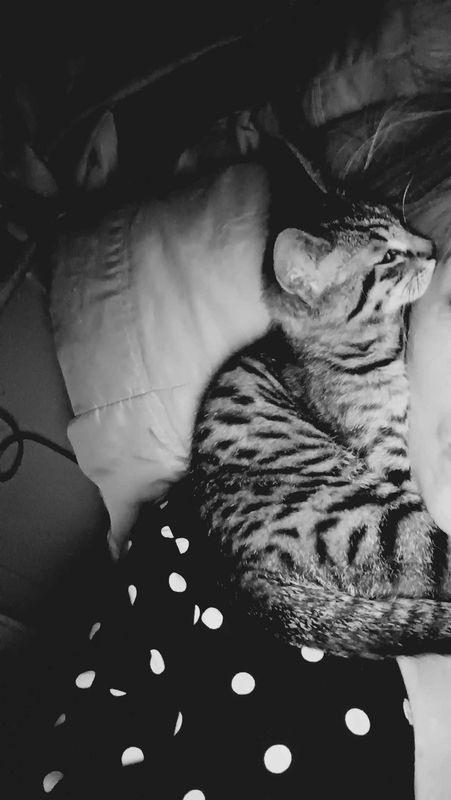 Lost Cat in Clovis, New Mexico — listing photo