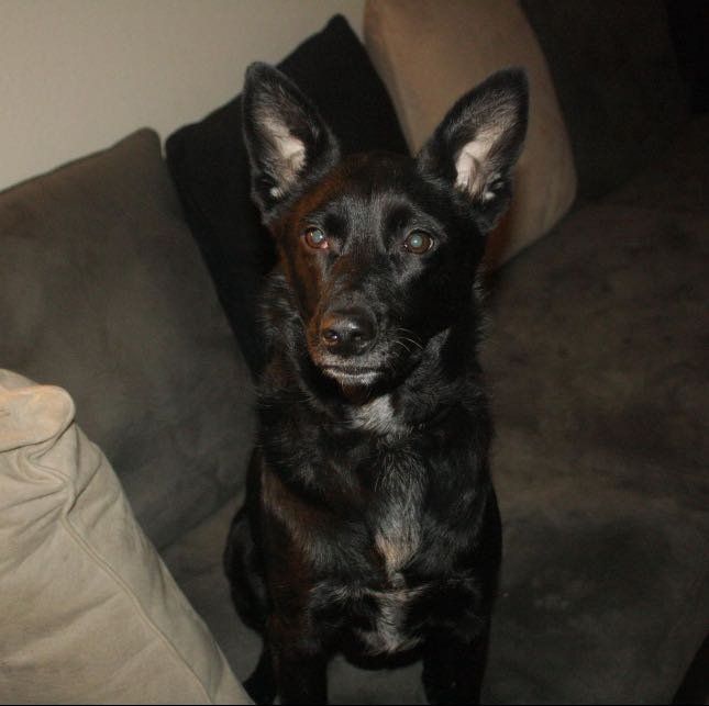 Lost Dog in Houston, Texas — listing photo