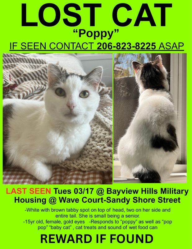 Lost Cat in San Diego, California — listing photo