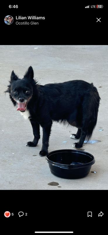 Lost Dog in Phoenix, Arizona — listing photo
