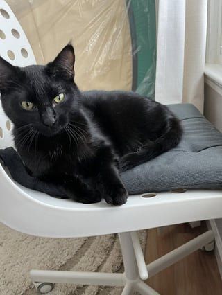 Lost Cat in Nashville, Tennessee — listing photo