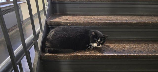 Found Cat in New York, New York — listing photo