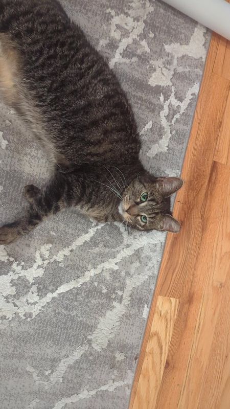 Found Cat in Chicago, Illinois — To those who helped us look for our cat in Wicker Park tonight