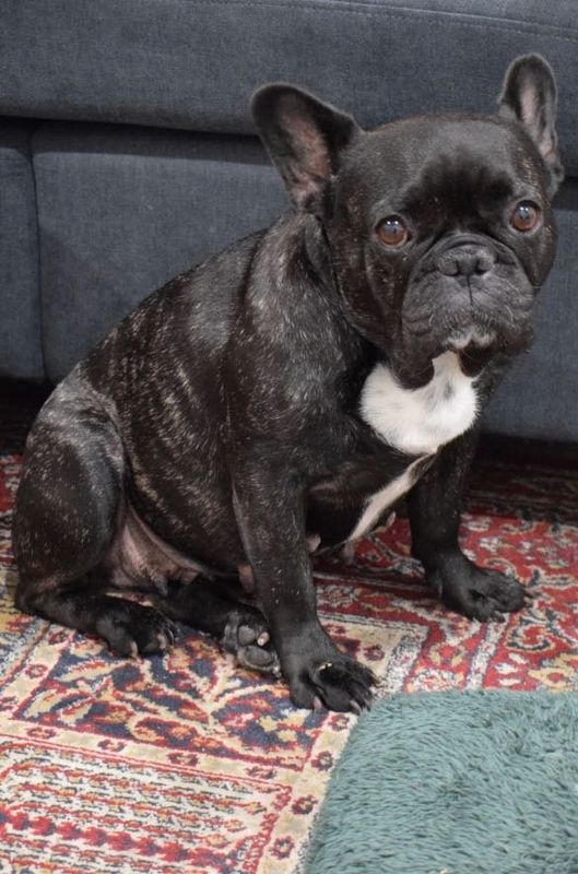 Lost Dog in North Hollywood — listing photo