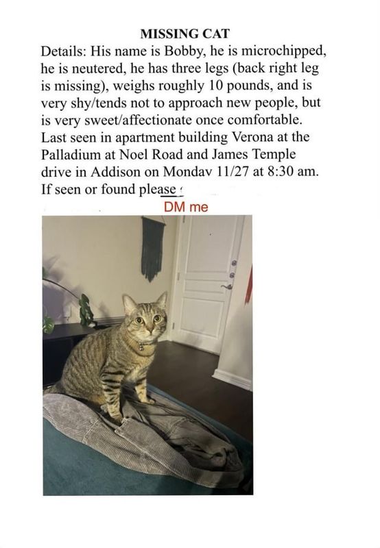 Lost Cat in Dallas, Texas — [Addison] My friend’s cat got out and is missing. Please DM me if you’ve seen him