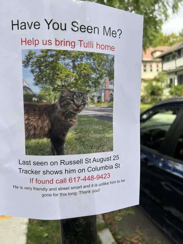 Lost Cat in K — listing photo
