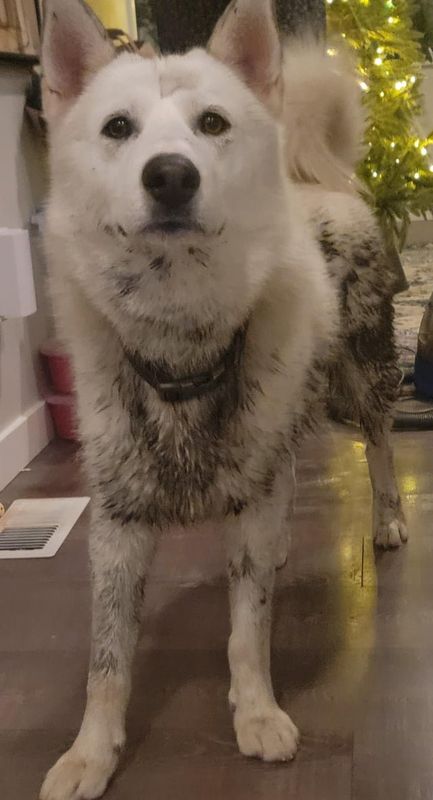 Lost Dog in Seattle, Washington — Gratitude for Dog Lovers and Kindness