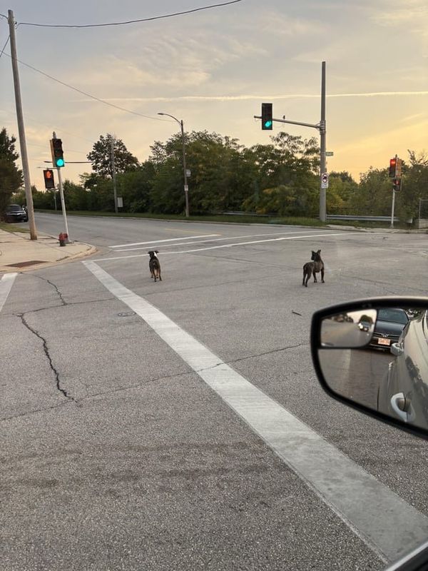 Lost Dog in Milwaukee, Wisconsin — listing photo