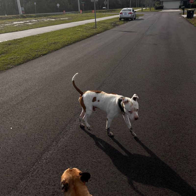 Found Dog in Palm Bay, Florida — listing photo