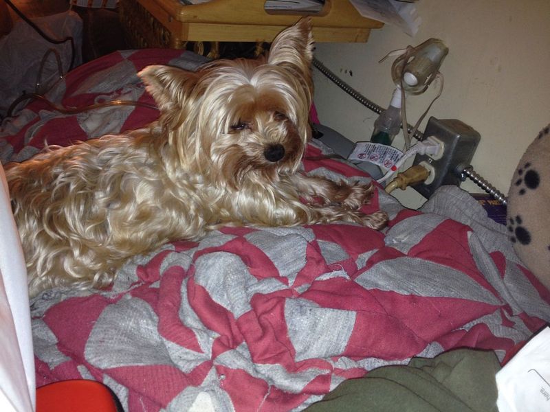 Lost Dog in Fairmont — listing photo