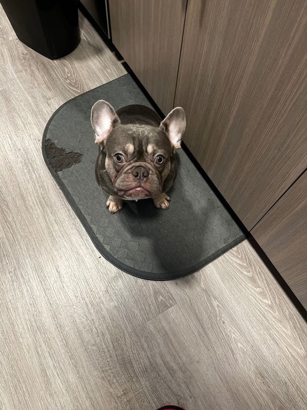 Lost Dog in Everett, Massachusetts — listing photo