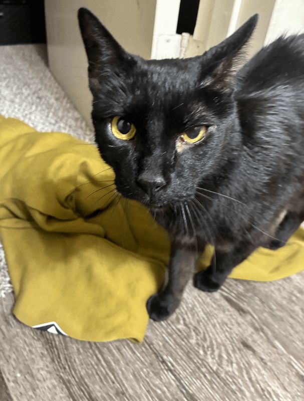 Lost Cat in Denver, Colorado — listing photo