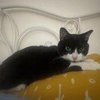 Lost Cat in Washington, District of Columbia — listing photo