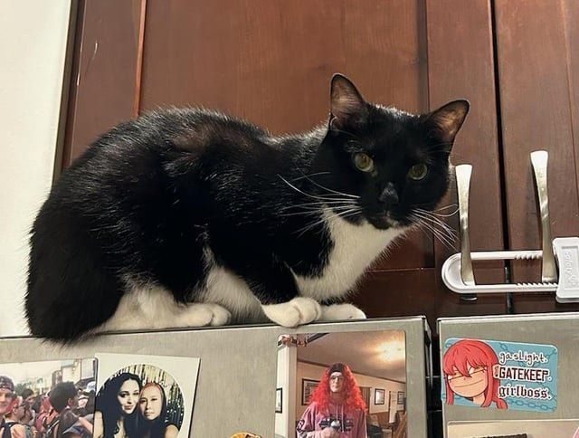 Lost Cat in Chicago, Illinois — listing photo