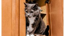 Lost Cat in Detroit, Michigan — listing photo