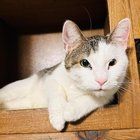 Lost Cat in Lincoln Park, Michigan — Coworker's Lost Cat