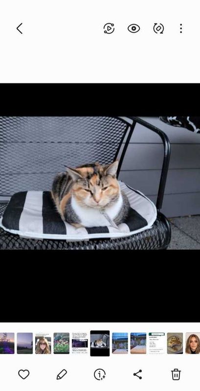 Lost Cat in Kalama — listing photo