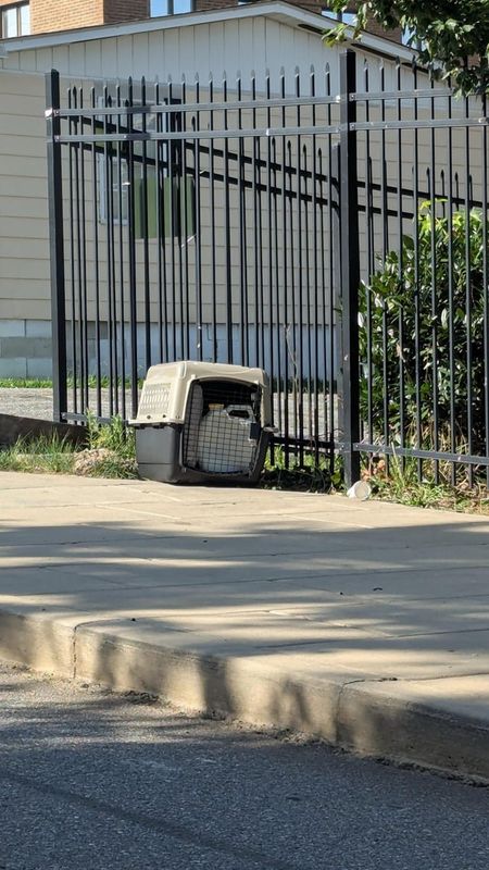 Found Cat in Asheville, North Carolina — Cat crate found on North Ann st