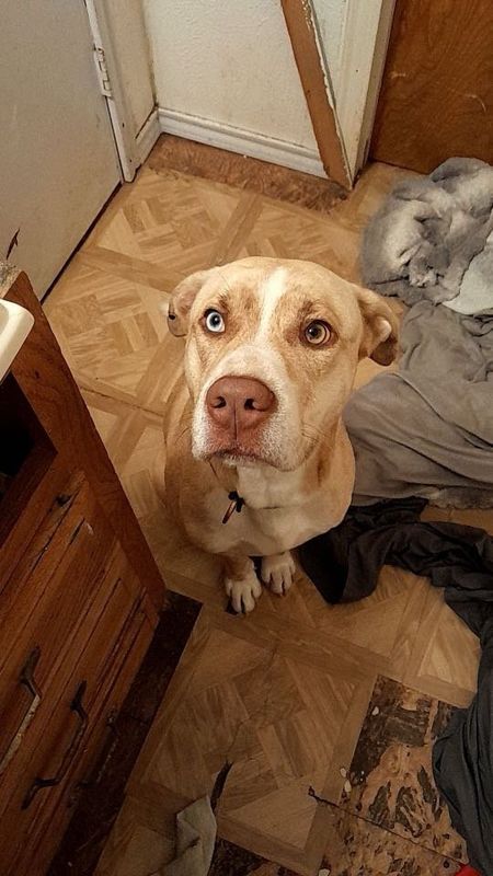 Lost Dog in Granbury — listing photo