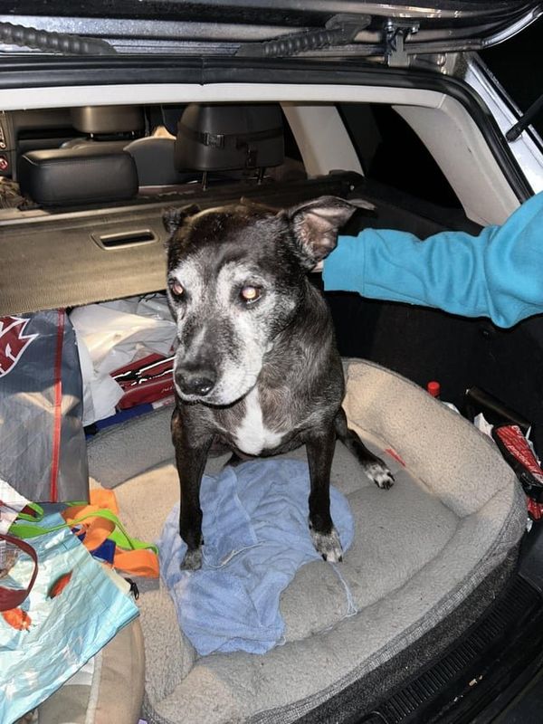 Lost Dog in Bellingham, Washington — Does anyone recognize this dog?