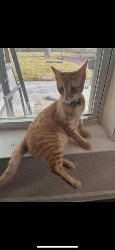 Lost Cat in El Paso, Texas — listing photo