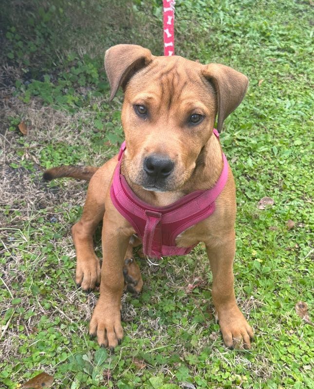 Lost Dog in Middleburg — listing photo