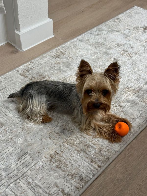 Lost Dog in Houston, Texas — listing photo