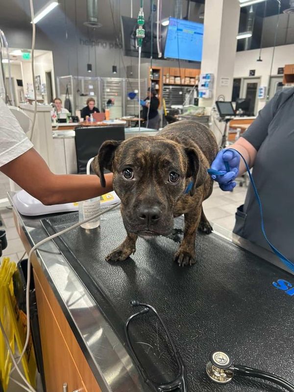 Lost Dog in Atlanta, Georgia — listing photo