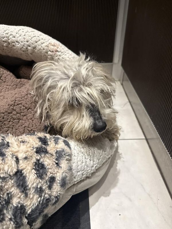 Found Dog in Indianapolis, Indiana — listing photo