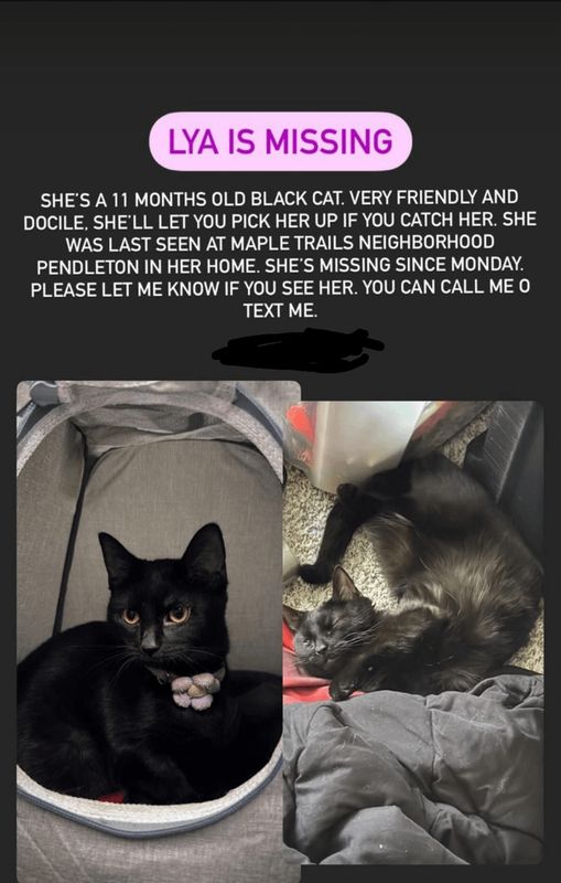 Lost Cat in Indianapolis, Indiana — listing photo