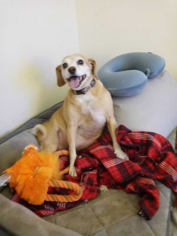 Lost Dog in Tucson, Arizona — listing photo