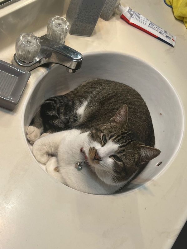 Lost Cat in Rosamond — listing photo