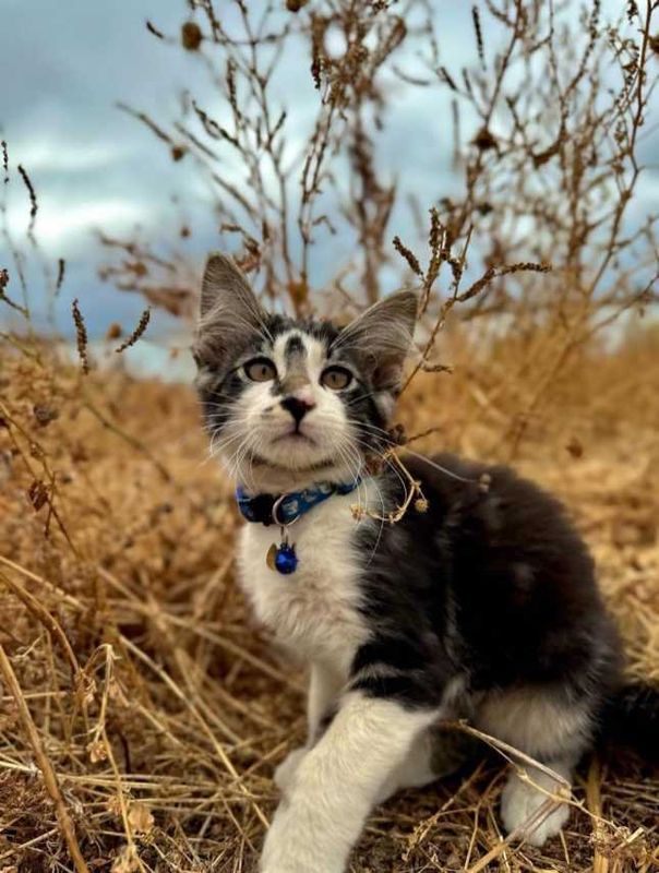 Lost Cat in Fiesta Island — listing photo
