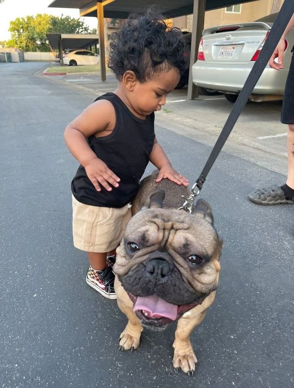 Lost Dog in Visalia, California — listing photo