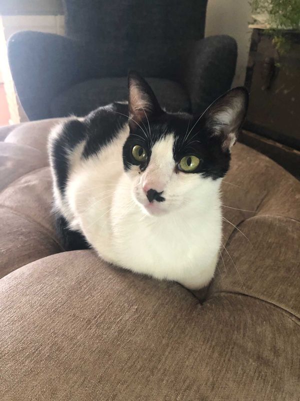 Lost Cat in Arcadia, California — listing photo