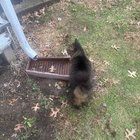 Lost Cat in Cincinnati, Ohio — listing photo
